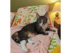 Adopt Blessing a Brown Tabby Domestic Shorthair / Mixed (short coat) cat in