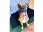 Adopt Castiel a Tan/Yellow/Fawn Boxer / Mixed dog in Dumont, NJ (38820649)