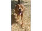 Adopt Beamer a American Pit Bull Terrier / Mixed Breed (Medium) / Mixed dog in