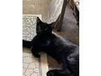 Adopt Little Bear a Black (Mostly) American Shorthair / Mixed (medium coat) cat