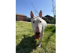 Adopt Thor a Bull Terrier