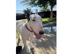 Adopt Gepetto a Bull Terrier