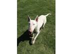 Adopt Tommy a Bull Terrier