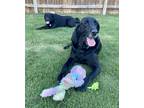 Adopt Scout a Black Labrador Retriever / Bloodhound / Mixed dog in Round Rock