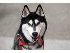 Adopt Zydeco a Black - with White Siberian Husky / Mixed dog in Walnut Creek