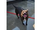 Adopt Cupcake a Black - with Brown, Red, Golden, Orange or Chestnut Pit Bull