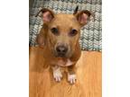 Adopt Gator a Pit Bull Terrier, Mixed Breed