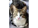 Adopt BOLTON a Brown Tabby Domestic Shorthair (short coat) cat in Brea