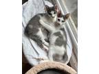 Adopt Nala and Simba a Gray or Blue (Mostly) Domestic Shorthair / Mixed (short