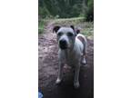Adopt Tommy a White - with Tan, Yellow or Fawn American Staffordshire Terrier /