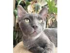 Adopt Smokey a Gray or Blue Domestic Shorthair (short coat) cat in San