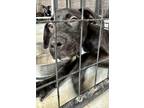 Adopt Larimar a Labrador Retriever / Mixed dog in Birmingham, AL (38723643)