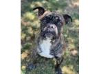 Adopt Roscoe a Brindle - with White Terrier (Unknown Type