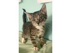 Adopt Sullivan-kitten a Brown Tabby Domestic Shorthair / Mixed (short coat) cat