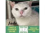 Adopt Jade a White Domestic Shorthair / Mixed (short coat) cat in Winchendon