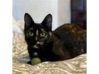 Adopt Challah a Tortoiseshell Domestic Shorthair / Mixed (short coat) cat in