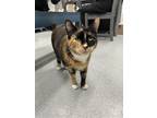 Adopt Saria a Calico or Dilute Calico Domestic Shorthair / Mixed cat in