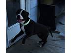 Adopt Ralphie a Black - with White Boxer / Mixed dog in Knoxville, IA (38720304)