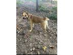 Adopt Raleigh Walton a Tan/Yellow/Fawn Boxer / Australian Cattle Dog / Mixed dog