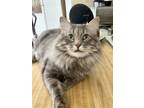 Adopt Benson a Gray or Blue (Mostly) Maine Coon / Mixed (long coat) cat in
