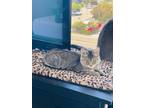 Adopt Chloe a Brown Tabby Domestic Mediumhair (medium coat) cat in Long Beach