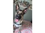 Adopt Uma a Brown/Chocolate - with Black German Shepherd Dog / Mixed dog in