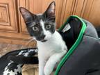 Adopt Zelda a Black & White or Tuxedo Domestic Shorthair / Mixed (short coat)