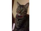 Adopt Tiger a Tan or Fawn Tabby American Shorthair / Mixed (short coat) cat in