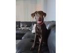 Adopt Chaco a Brown/Chocolate Labrador Retriever / Australian Shepherd / Mixed