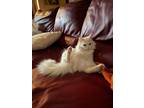 Adopt Opal a White Domestic Mediumhair / Mixed (long coat) cat in Sarasota
