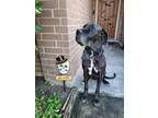 Adopt Keeley a Great Dane / Mixed dog in Bullard, TX (38725477)