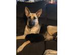 Adopt Riley Brooke a Black - with Tan, Yellow or Fawn German Shepherd Dog /