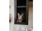 Adopt Clawdia a Gray, Blue or Silver Tabby Tabby / Mixed (short coat) cat in