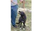 Adopt Peri a Black - with White Labrador Retriever / Mixed dog in Camden