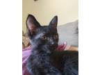 Adopt Kitten a All Black Domestic Shorthair (short coat) cat in Duncanville