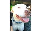 Adopt Cooper a White American Pit Bull Terrier / Mutt / Mixed dog in Irvine