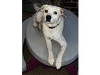 Adopt Purdy a White - with Black Mutt / Hound (Unknown Type) / Mixed dog in
