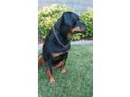 Adopt Coco a Black - with Tan, Yellow or Fawn Rottweiler / Mixed dog in
