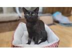 Adopt Miss Squeaky a All Black American Shorthair / Mixed (short coat) cat in