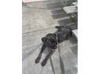 Adopt Rocco a Brindle Cane Corso / Mixed dog in Alpharetta, GA (38736841)