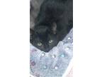 Adopt Sun a All Black Domestic Shorthair / Mixed (short coat) cat in Oxford