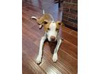 Adopt Moo a Brown/Chocolate - with White American Pit Bull Terrier / Mixed dog