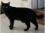 Adopt Risen Luia a All Black Domestic Shorthair / Mixed (short coat) cat in