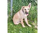 Adopt Sandi a Shepherd (Unknown Type) / Labrador Retriever / Mixed dog in St.