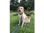 Adopt Scout a Tan/Yellow/Fawn Labrador Retriever dog in Monroe, NY (38860509)
