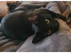 Adopt Salem a All Black American Shorthair / Mixed (short coat) cat in Chula