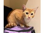 Adopt Jethro a Domestic Short Hair