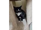 Adopt Scrappy a Black & White or Tuxedo Domestic Shorthair / Mixed (short coat)