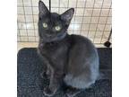 Adopt Thanos a Domestic Short Hair