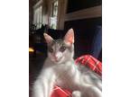 Adopt Sonu a Gray or Blue (Mostly) Domestic Shorthair / Mixed (short coat) cat